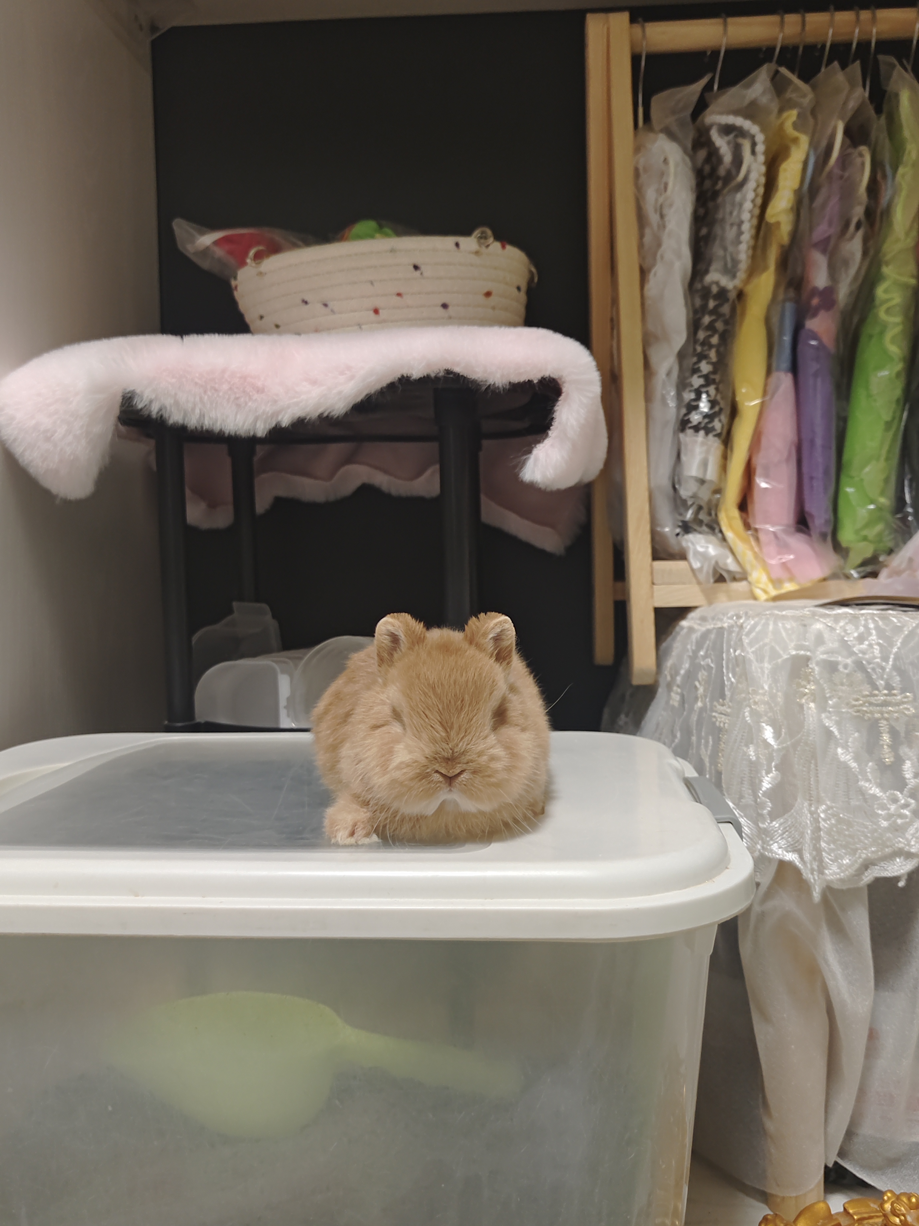 极品双血熊里熊气侏儒兔妹妹